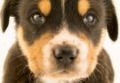 Dog, facts and photos | National Geographic