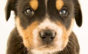 Dog, facts and photos | National Geographic