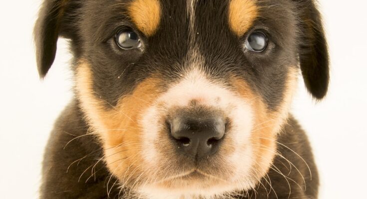 Dog, facts and photos | National Geographic